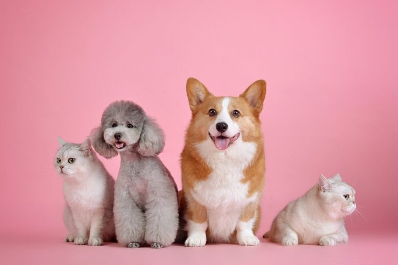 Four pets posing on a pink background, including two cats, a poodle, and a corgi, symbolizing family-friendly grandparenting content, pets, and joyful home life.