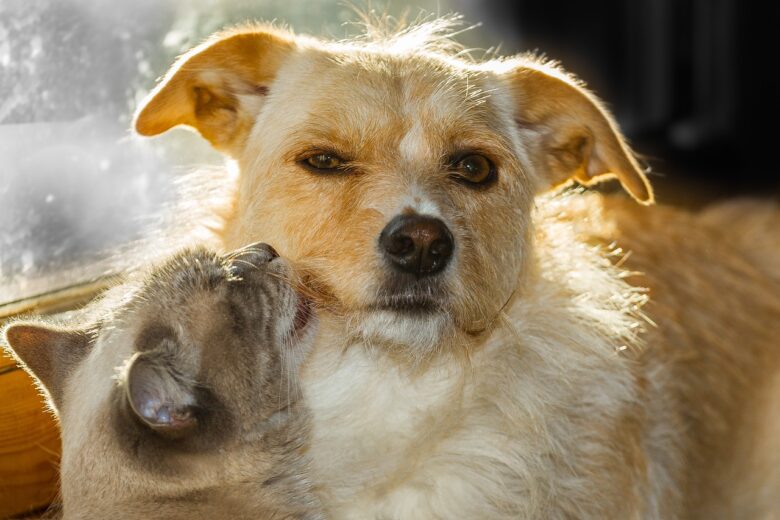 A dog and a cat sitting together in warm sunlight, showing a peaceful and loving family moment.