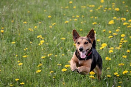 A happy dog running through a grassy field with yellow flowers, a playful outdoor scene for a grandparenting article.