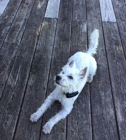 Chuck's dog lying on a weathered wooden deck, illustrating the companionship pets can provide to grandparents and families.