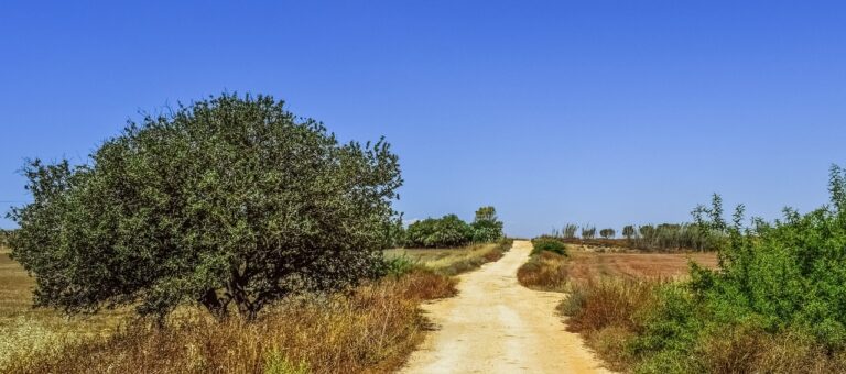 THE ROAD LESS TRAVELED