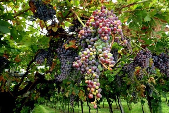Grape vines heavy with ripe fruit in a vineyard, symbolizing family roots, growth, and the lasting legacy of grandparenting.