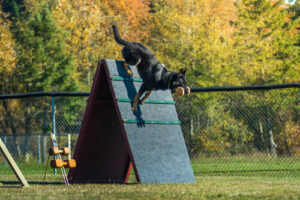 Dog leaping off an agility ramp in a park, representing active grandparenting, outdoor family activities, and playful intergenerational bonding