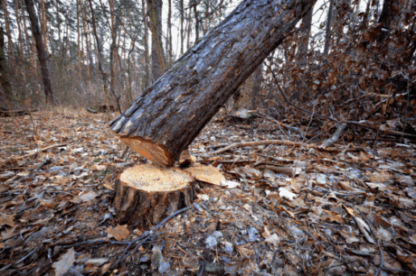 Fallen tree trunk resting on a stump in the woods, representing resilience, change, and grandparenting strength